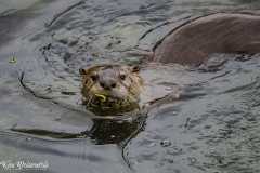 Otter (4)