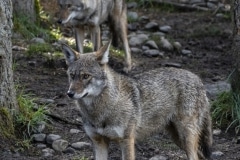 Red Wolf (3)