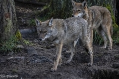 Red Wolf (4)