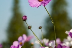 Cosmos (1)