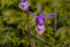 Lady's Slipper (1)