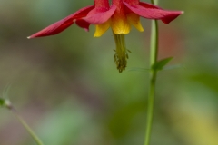 Wild Columbine (2)