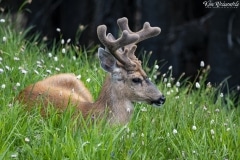 Deer (7)