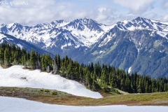 Hurricane Ridge (7)