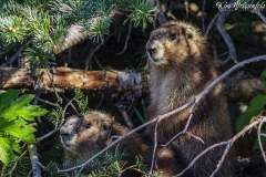 Olympic Marmot (11)