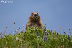 Olympic Marmot (12)