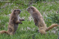 Olympic Marmot (14)