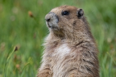 Olympic Marmot (15)