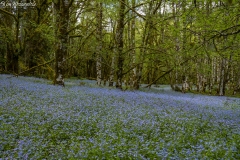 Forget-Me-Nots (1)