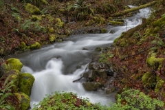 Hoh Rainforest (1)