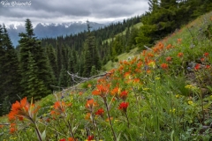 Hurricane Ridge (5)