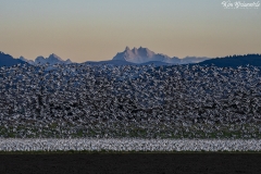 Snow Geese (1)