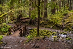 Sol Duc Trail (1)