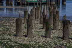 Washington State Ferry (1)