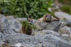 Hoary Marmot (3)